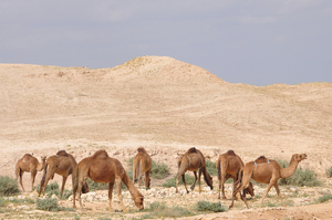 Abrahámovi velbloudi a archeologové